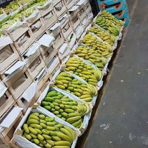 COLARINHO PARA CAIXA DE BANANA
