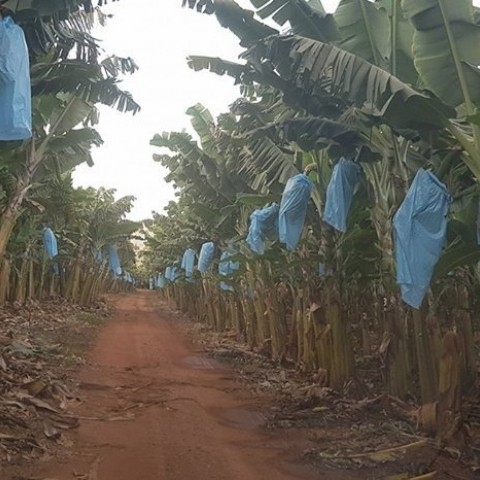 COLARINHO PARA CACHO DE BANANA
