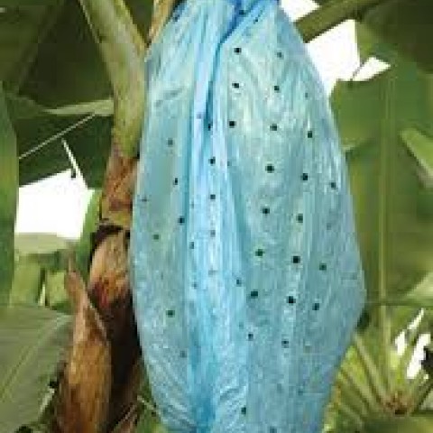 COLARINHO PARA CACHO DE BANANA
